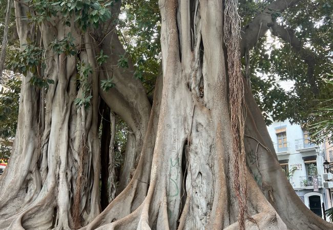 Studio in Alicante / Alacant - Chapuli by United Renters Studio in Alicante / Alacant - Chapuli by United Renters